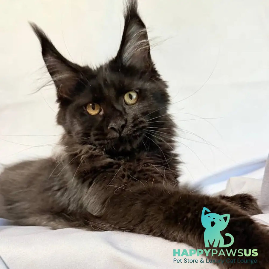 Galatea Maine Coon female black with white - live animals