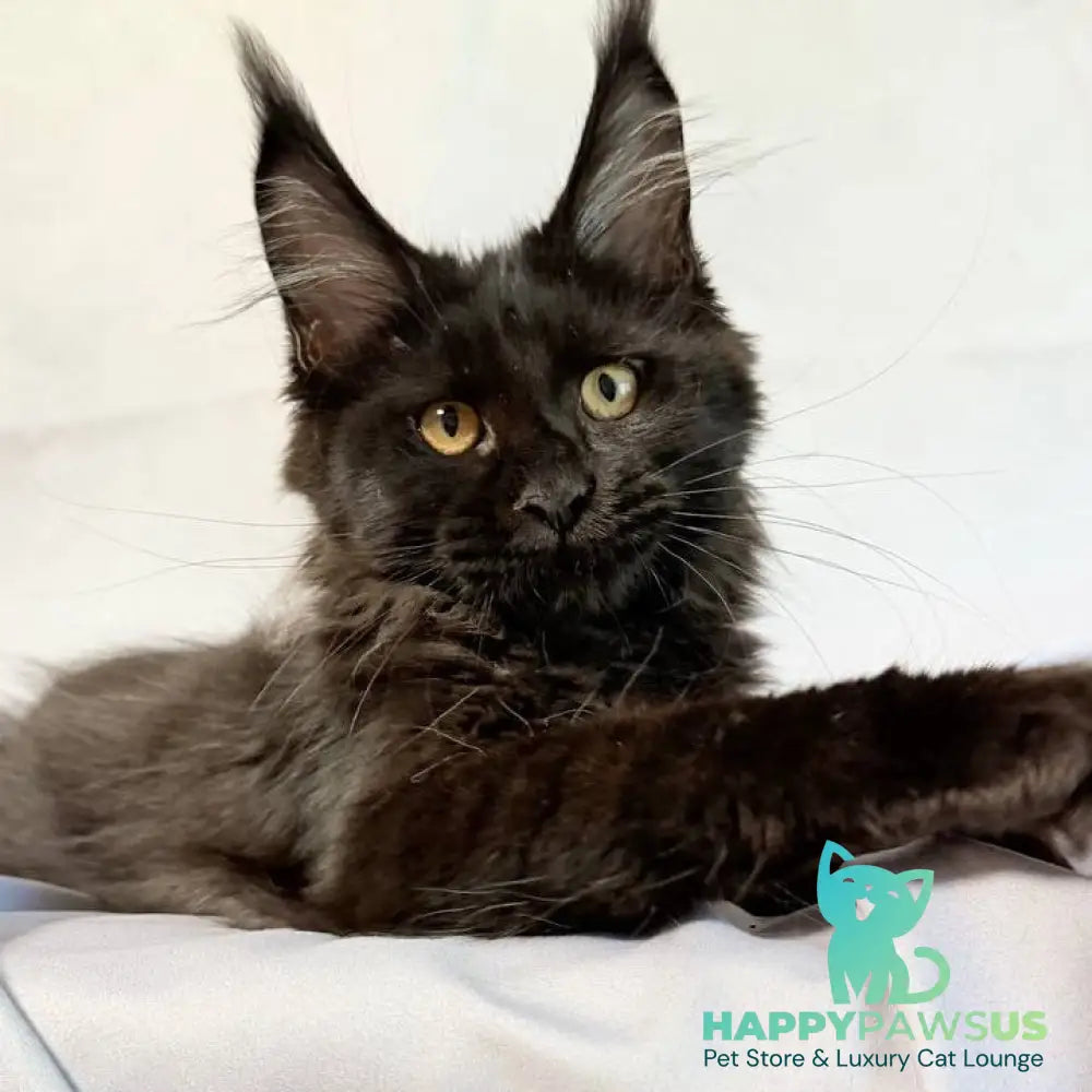 Galatea Maine Coon female black with white - live animals