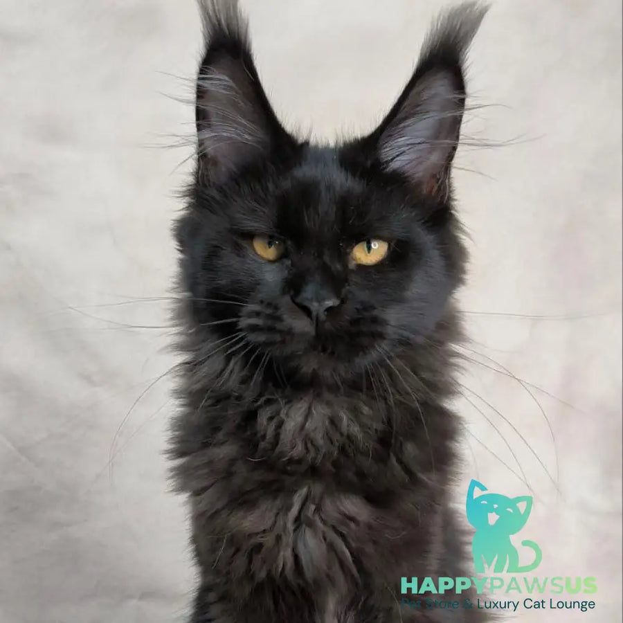 Galatea Maine Coon female black with white - live animals