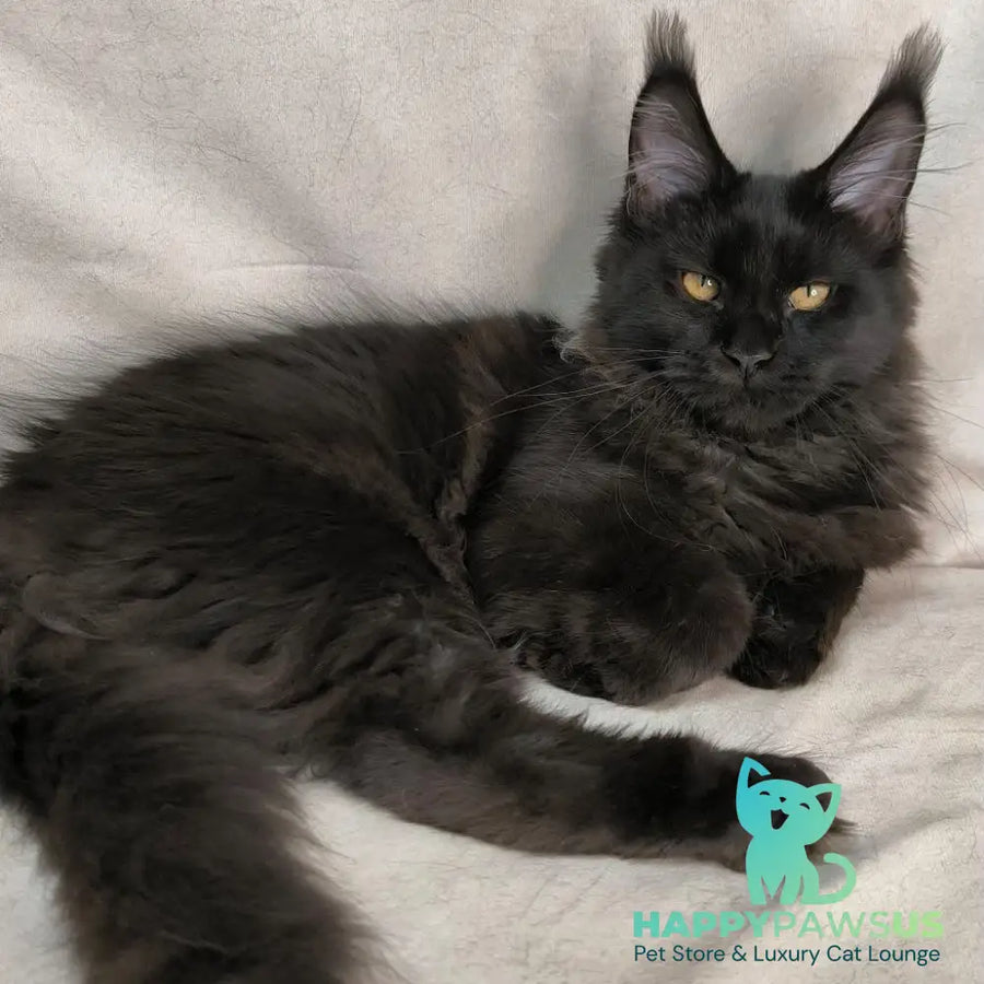Galatea Maine Coon female black with white - live animals