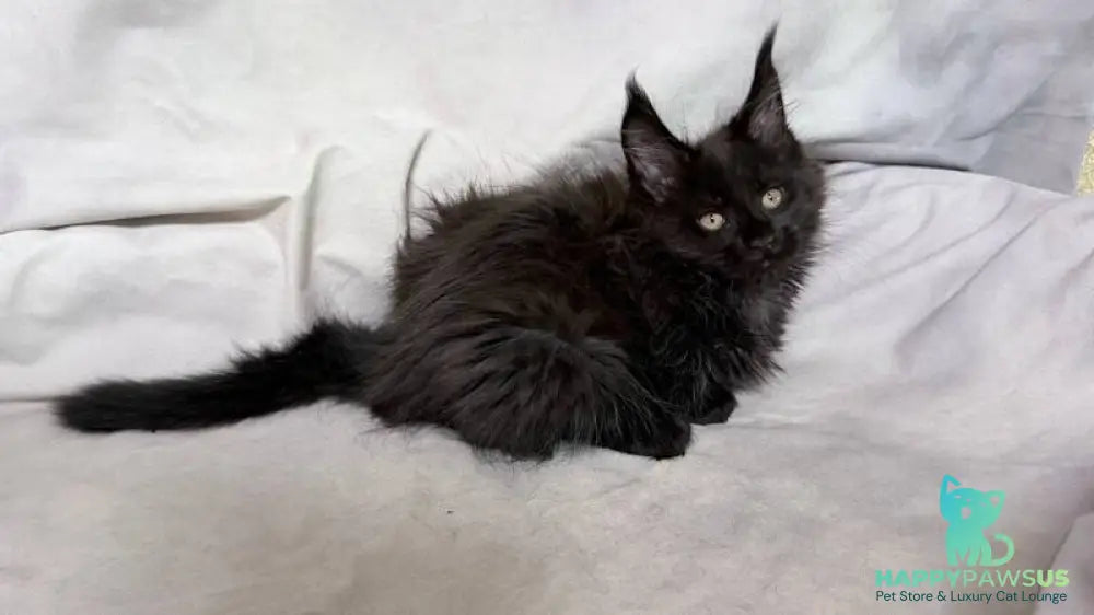 Galatea Maine Coon female black with white - live animals