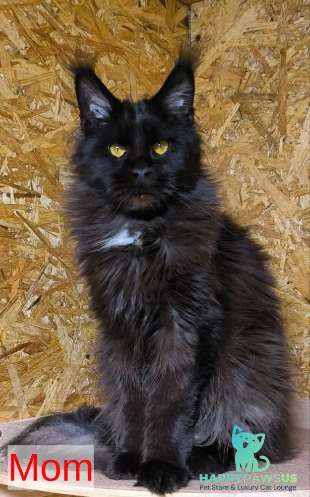 Galatea Maine Coon female black with white - live animals