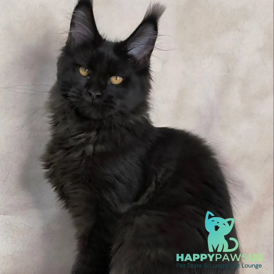 Galatea Maine Coon female black with white - live animals