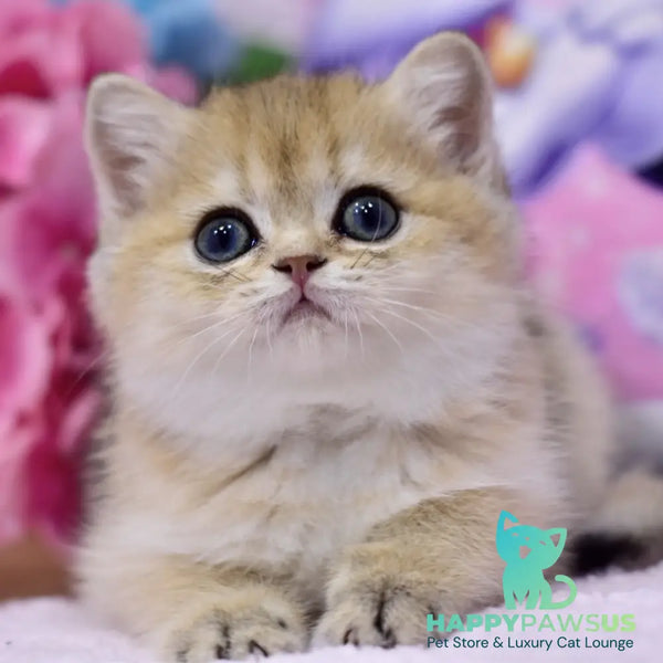 Galaxy British Shorthair female black golden shaded - live animals