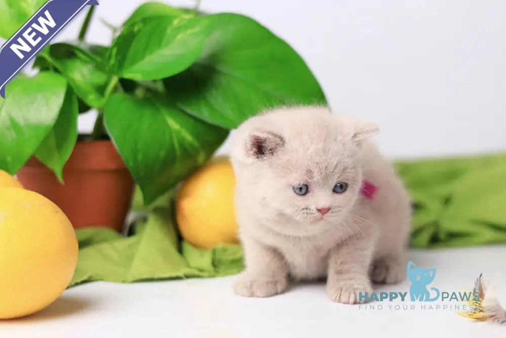 Galaxy British Shorthair female fawn live animals