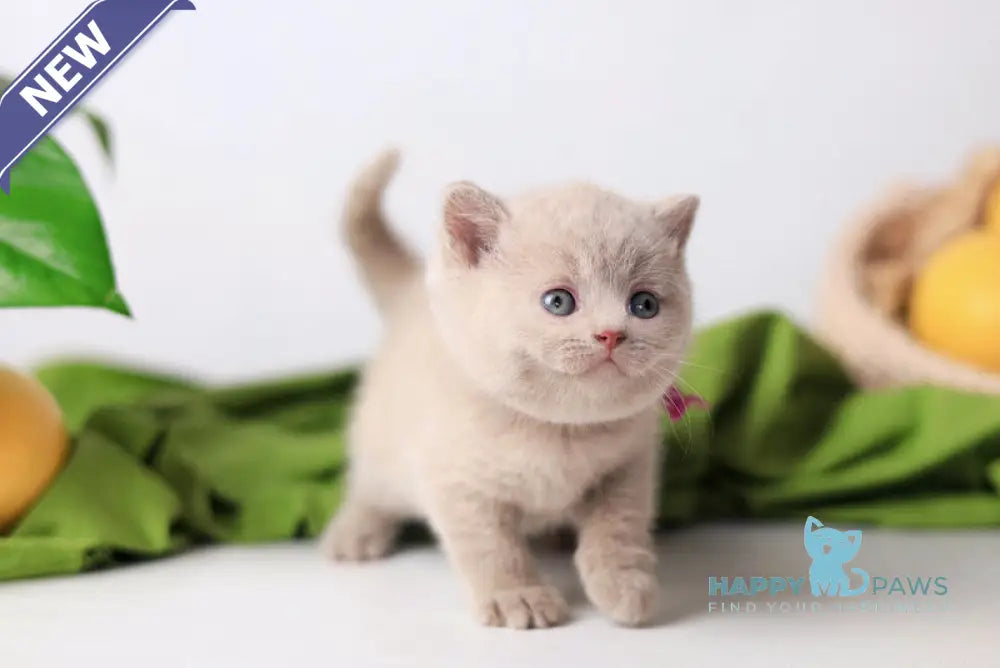 Galaxy British Shorthair female fawn live animals