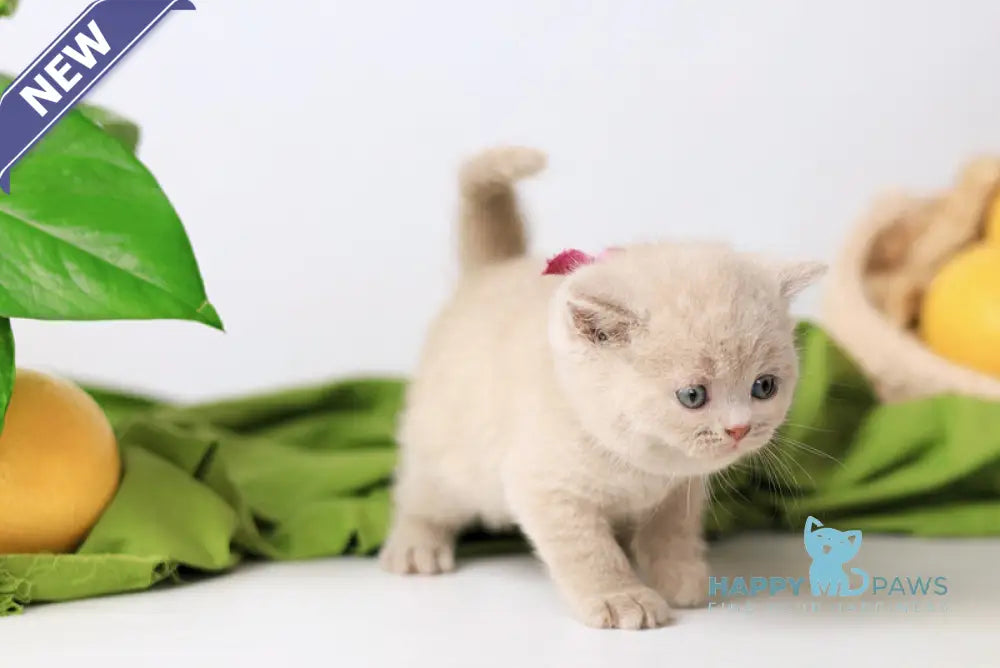 Galaxy British Shorthair female fawn live animals
