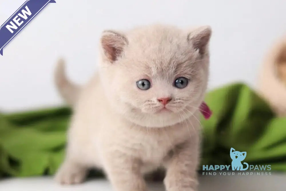 Galaxy British Shorthair female fawn live animals