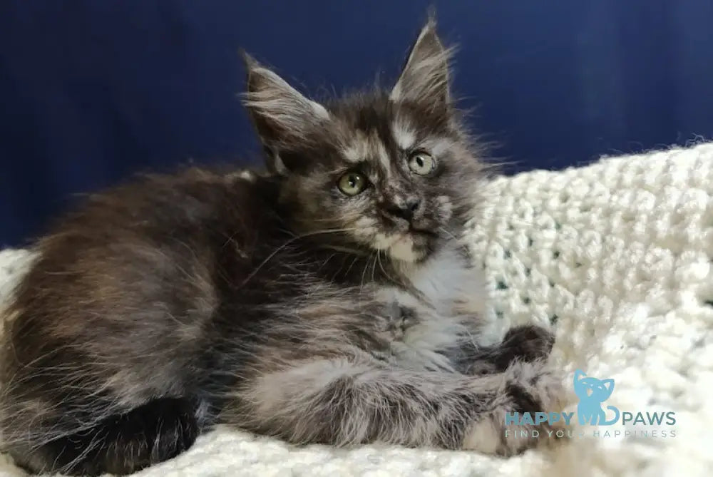 Galaxy Maine Coon female black tortie smoke live animals