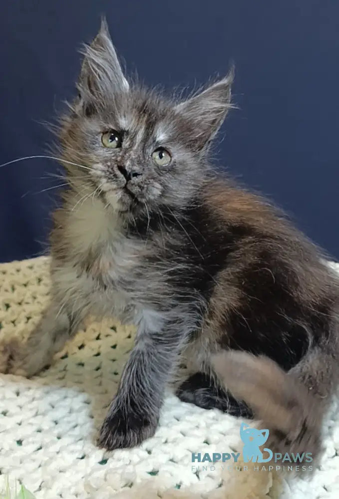 Galaxy Maine Coon female black tortie smoke live animals