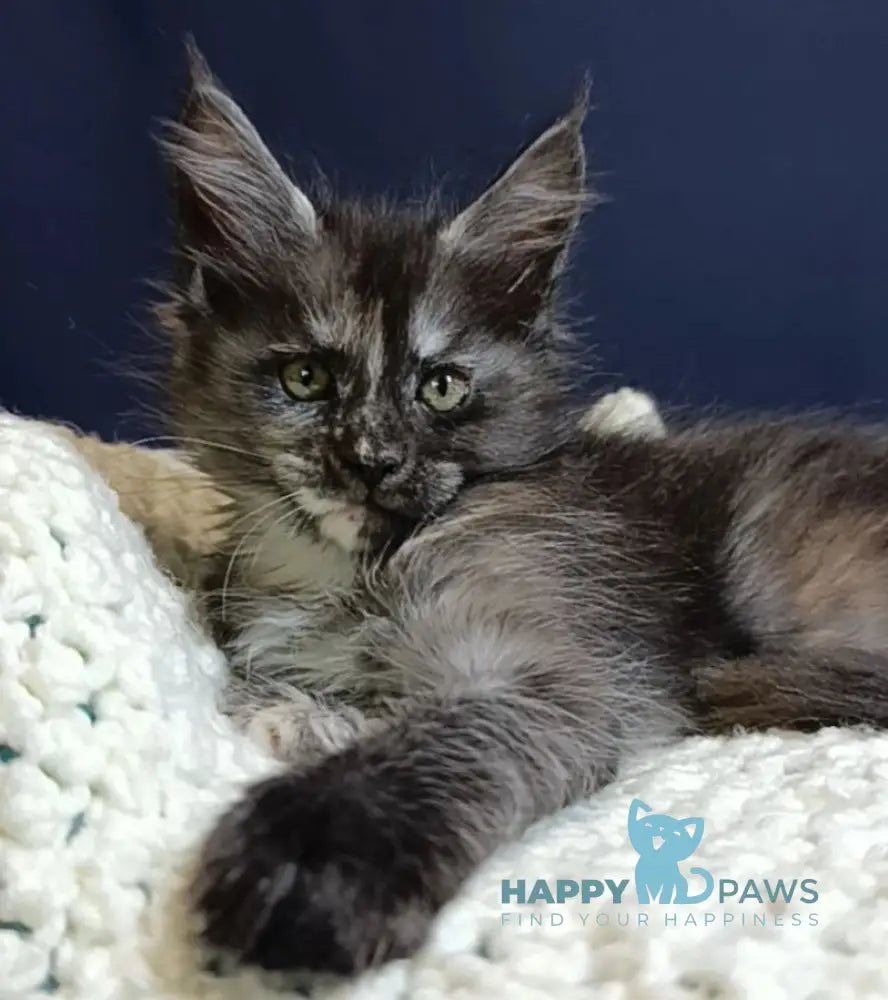 Galaxy Maine Coon female black tortie smoke live animals