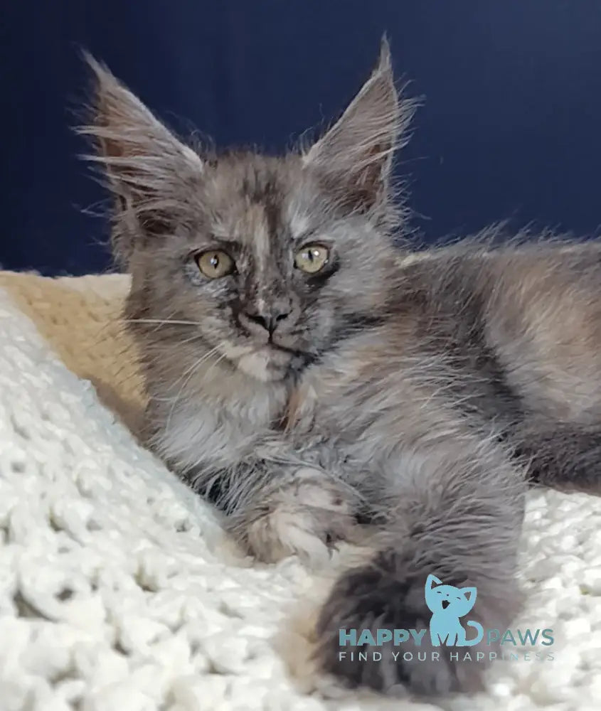 Galaxy Maine Coon female black tortie smoke live animals