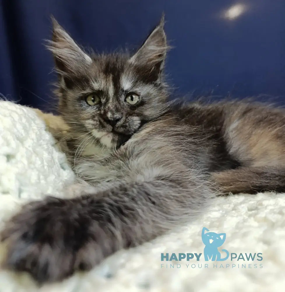 Galaxy Maine Coon female black tortie smoke live animals