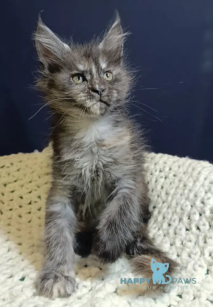 Galaxy Maine Coon female black tortie smoke live animals
