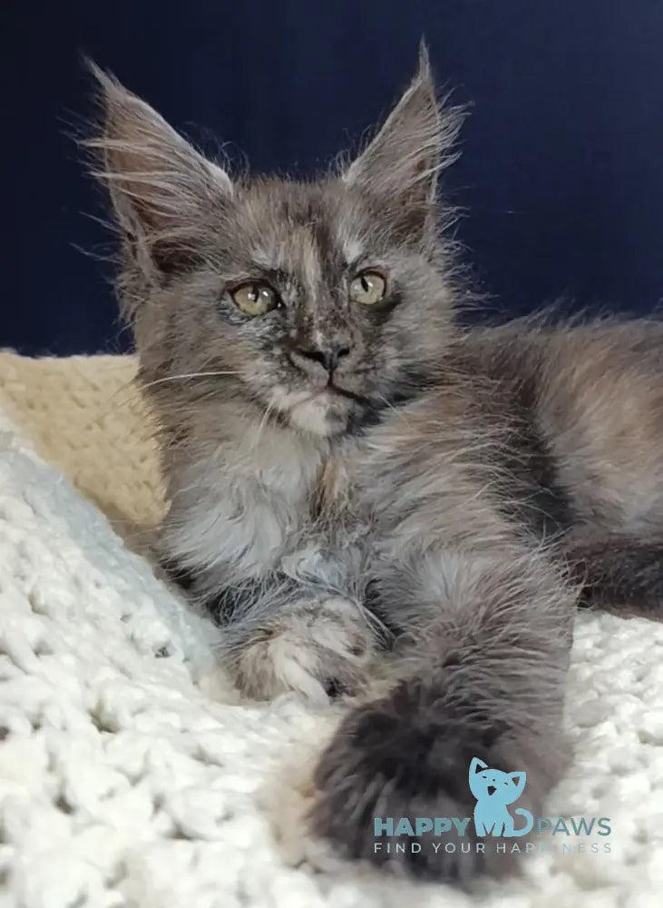 Galaxy Maine Coon female black tortie smoke live animals