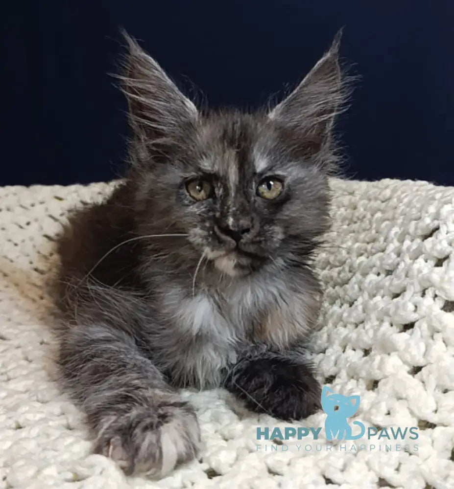 Galaxy Maine Coon female black tortie smoke live animals