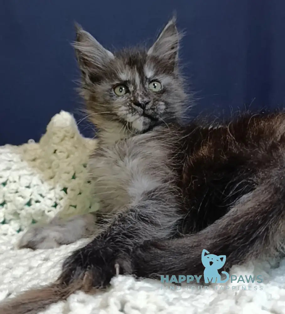 Galaxy Maine Coon female black tortie smoke live animals