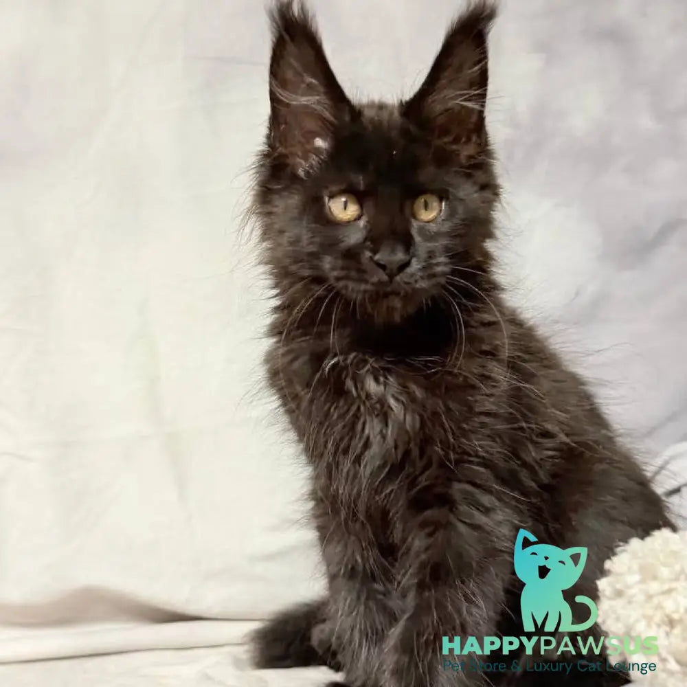 Galaxy Maine Coon female black with white - live animals