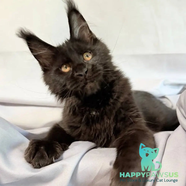 Galaxy Maine Coon female black with white - live animals