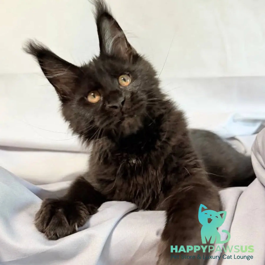 Galaxy Maine Coon female black with white - live animals