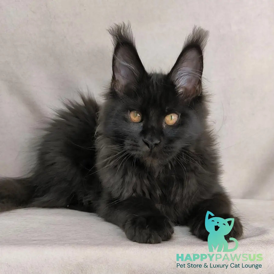 Galaxy Maine Coon female black with white - live animals