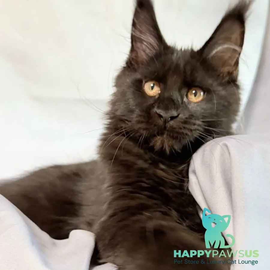Galaxy Maine Coon female black with white - live animals