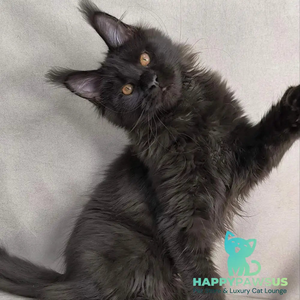 Galaxy Maine Coon female black with white - live animals