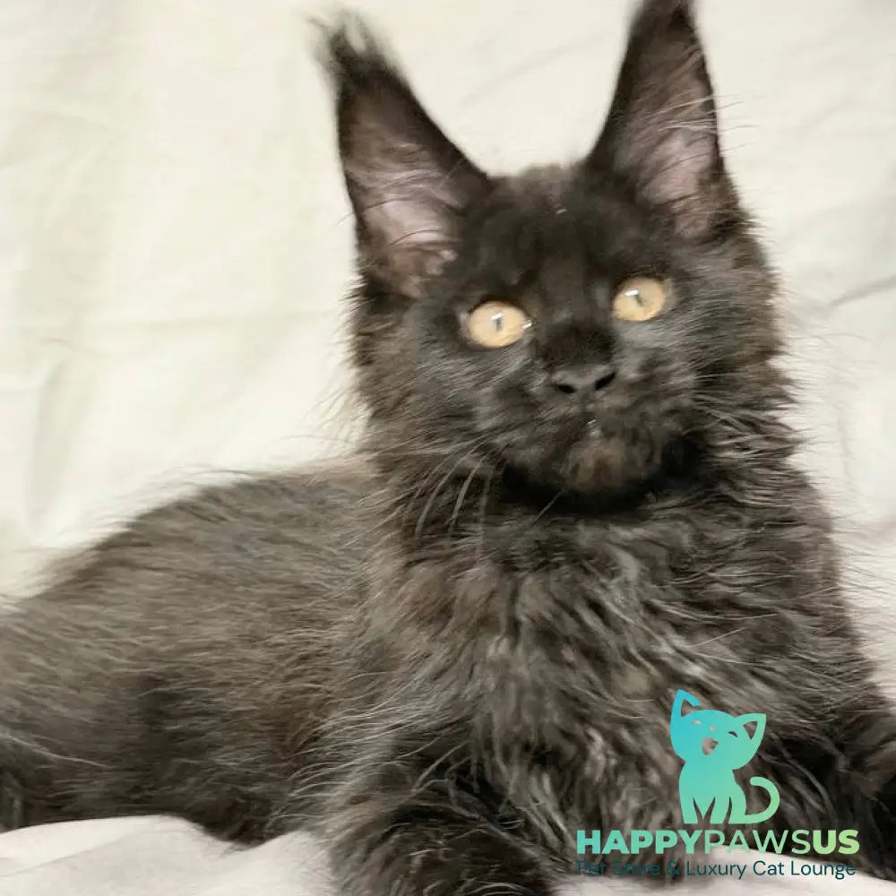 Galaxy Maine Coon female black with white - live animals