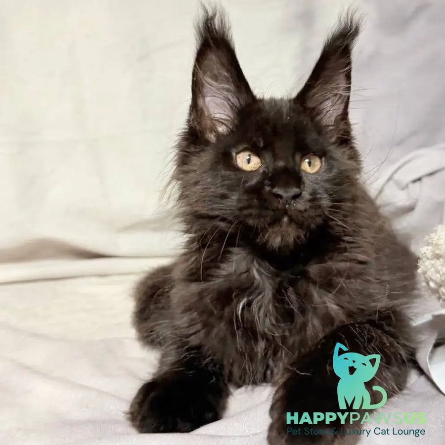 Galaxy Maine Coon female black with white - live animals