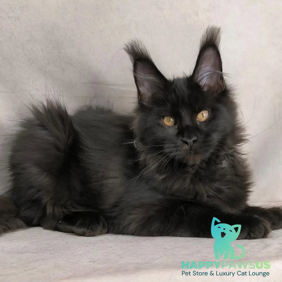 Galaxy Maine Coon female black with white - live animals