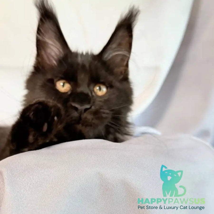 Galaxy Maine Coon female black with white - live animals