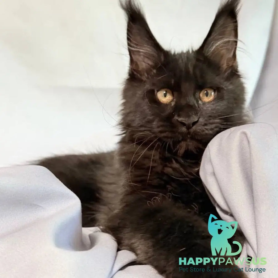 Galaxy Maine Coon female black with white - live animals