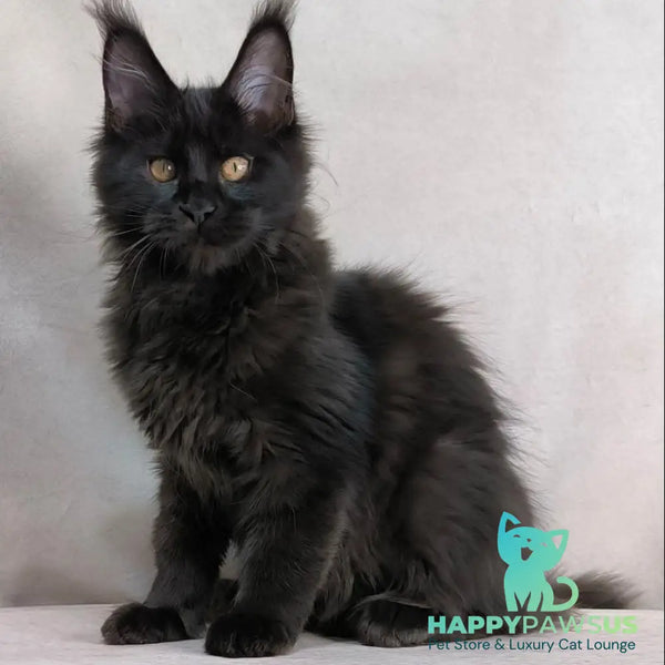 Galaxy Maine Coon female black with white - live animals