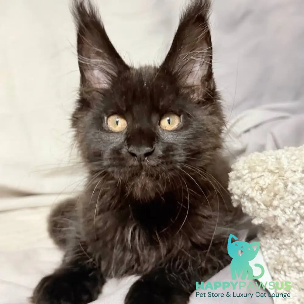 Galaxy Maine Coon female black with white - live animals