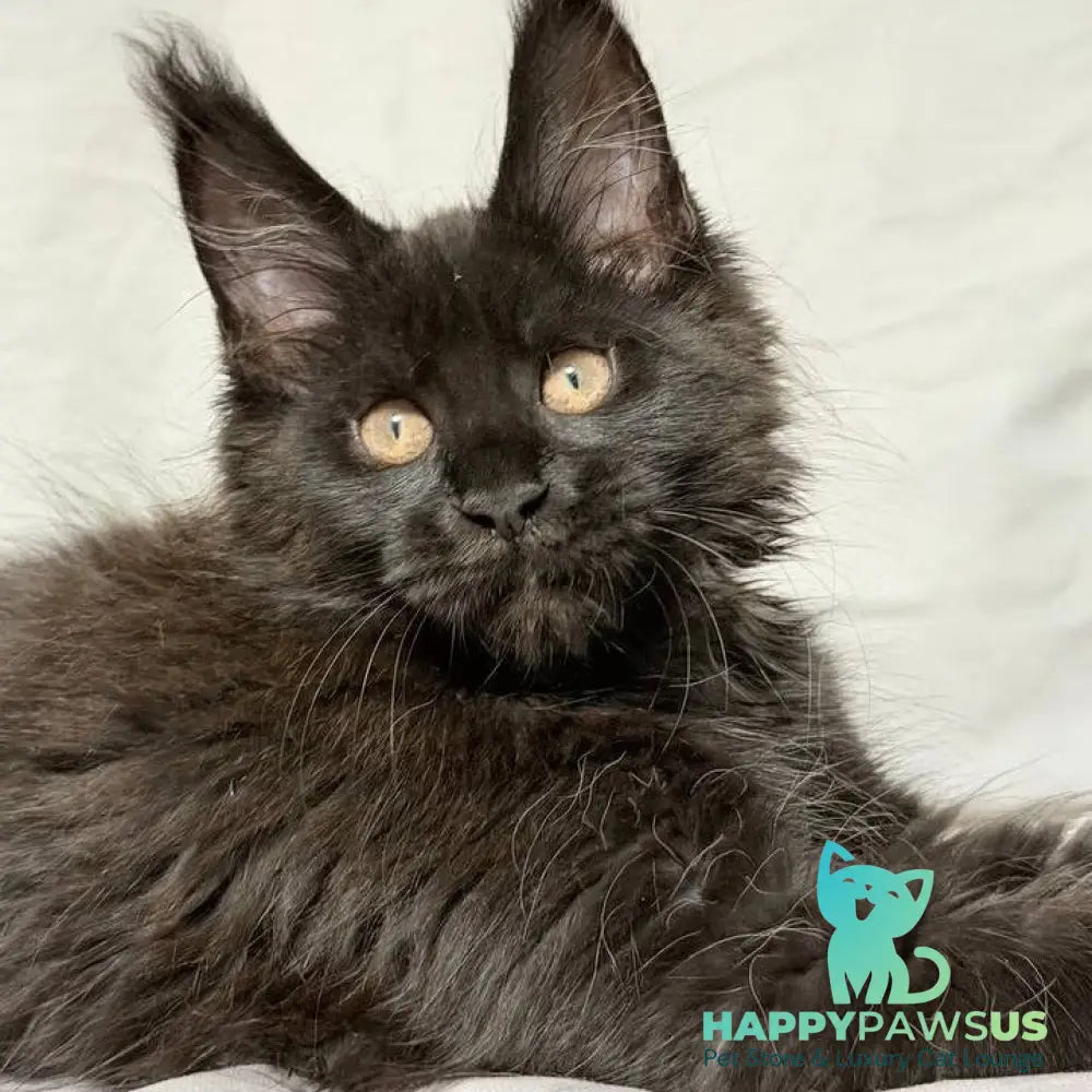 Galaxy Maine Coon female black with white - live animals