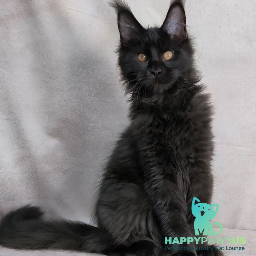 Galaxy Maine Coon female black with white - live animals