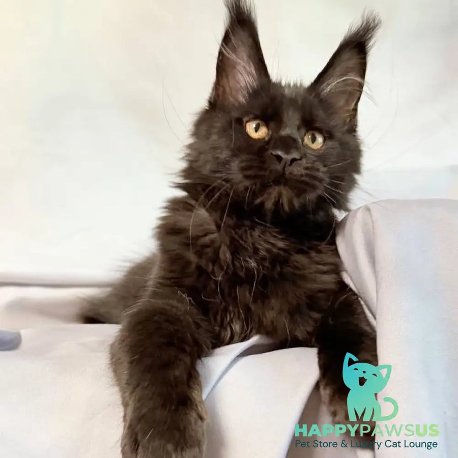 Galaxy Maine Coon female black with white - live animals