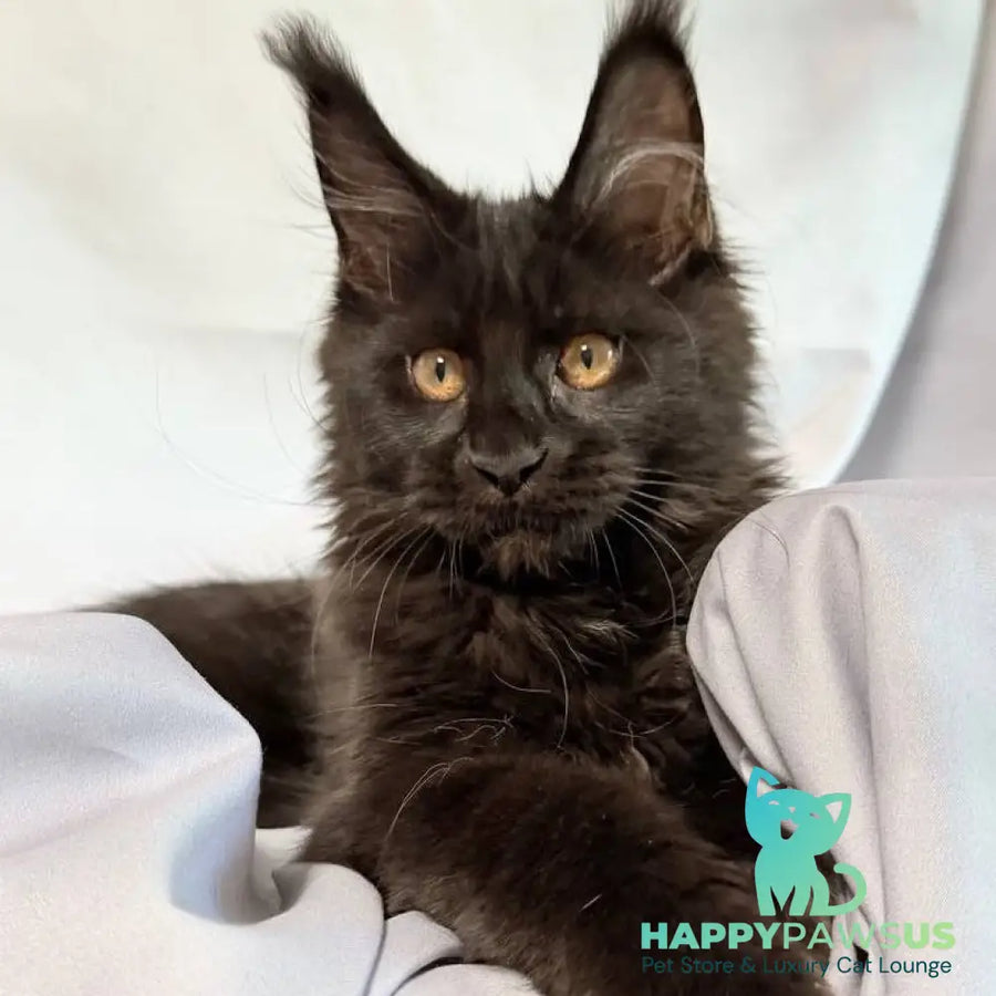 Galaxy Maine Coon female black with white - live animals
