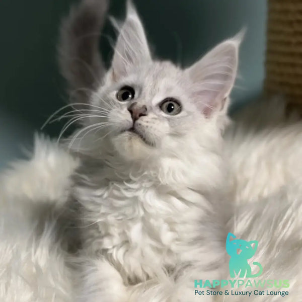 Galaxy Maine Coon female blue silver shaded - live animals
