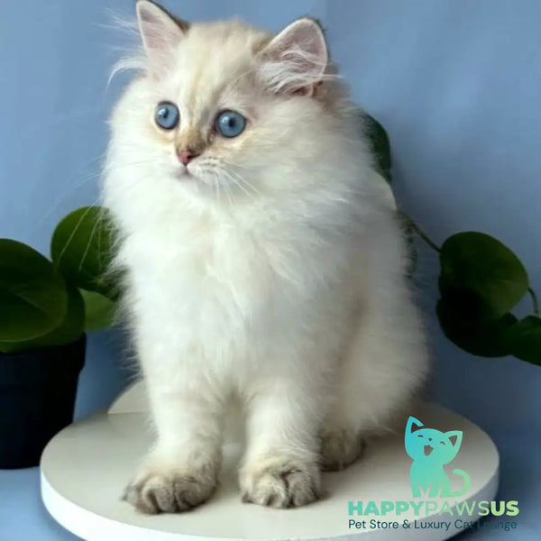Galaxy Scottish Fold male black silver tabby pointed - live animals