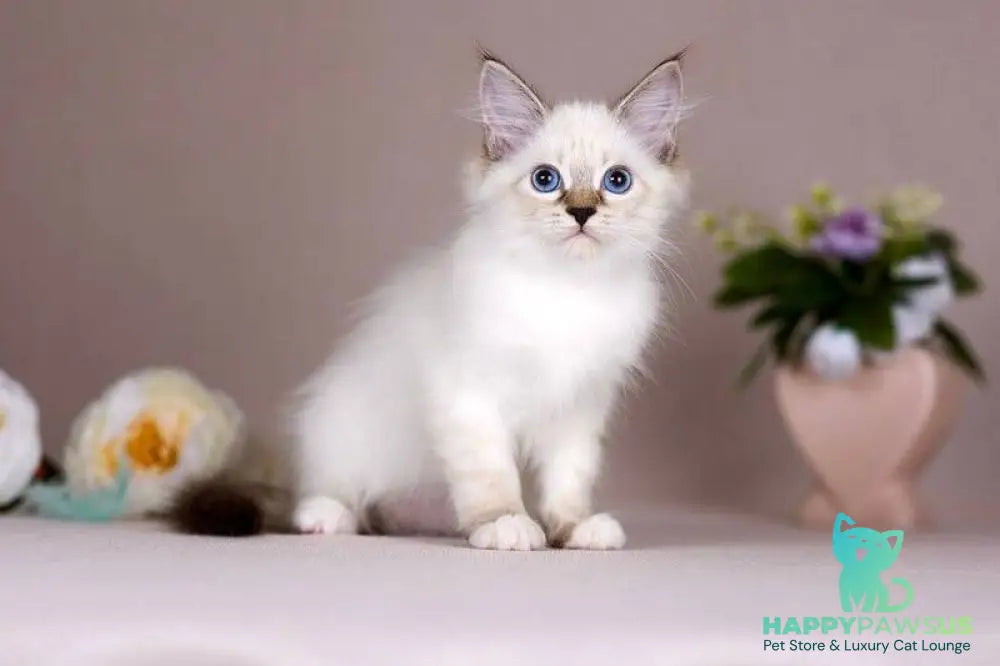 Galaxy Siberian female blue with white tabby pointed - live animals