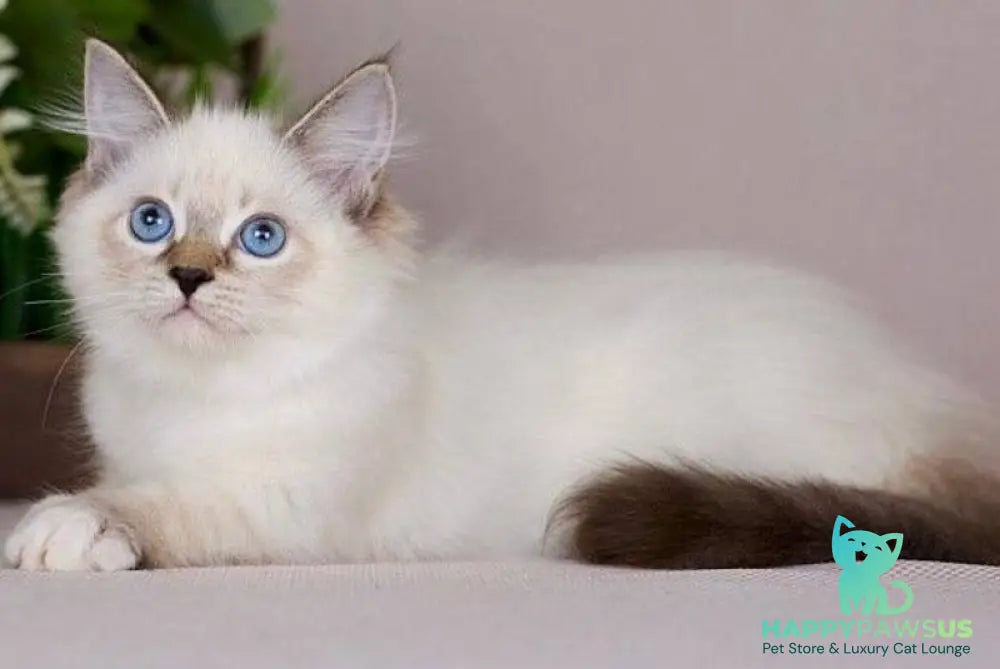 Galaxy Siberian female blue with white tabby pointed - live animals