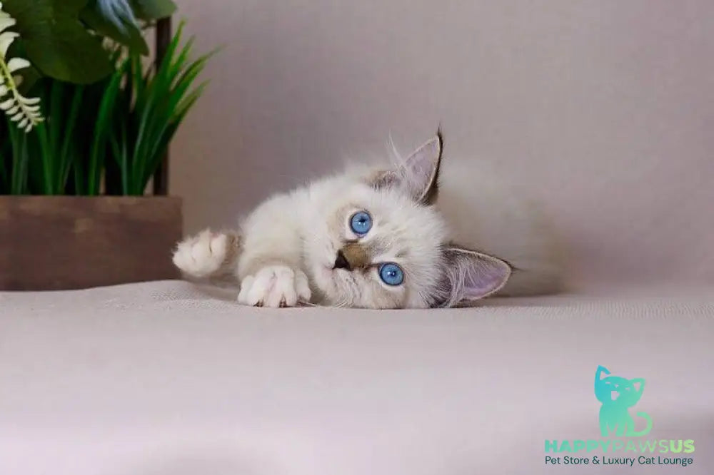 Galaxy Siberian female blue with white tabby pointed - live animals