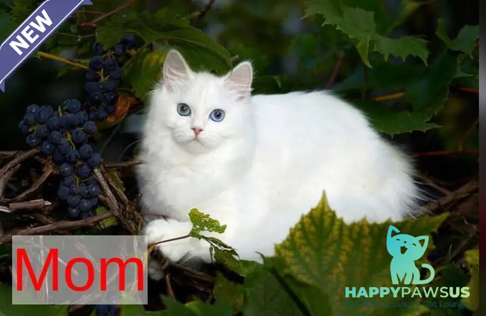 Galaxy Siberian female blue with white tabby pointed - live animals