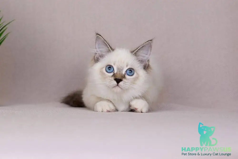 Galaxy Siberian female blue with white tabby pointed - live animals