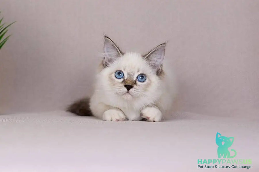 Galaxy Siberian female blue with white tabby pointed - live animals
