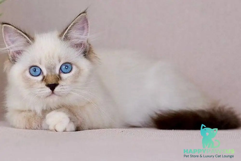 Galaxy Siberian female blue with white tabby pointed - live animals
