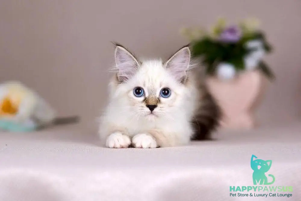 Galaxy Siberian female blue with white tabby pointed - live animals
