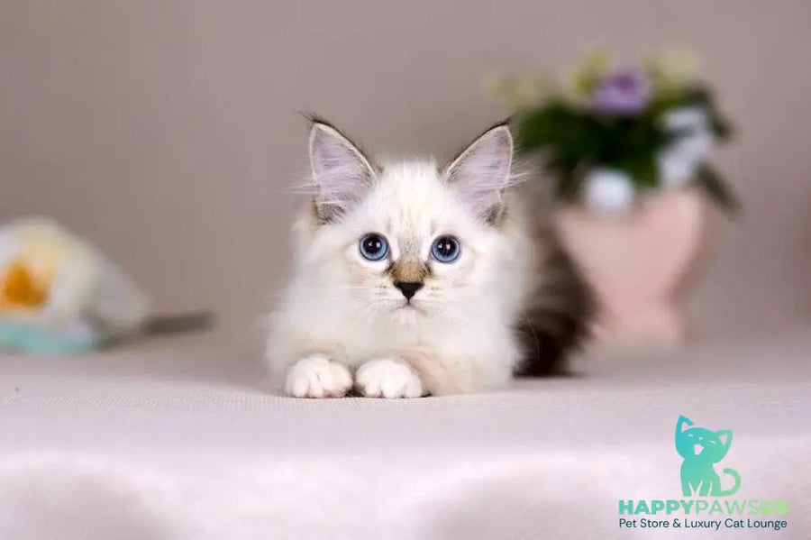 Galaxy Siberian female blue with white tabby pointed - live animals