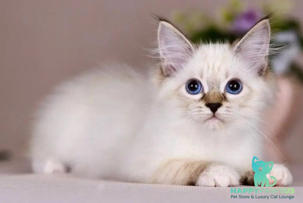 Galaxy Siberian female blue with white tabby pointed - live animals